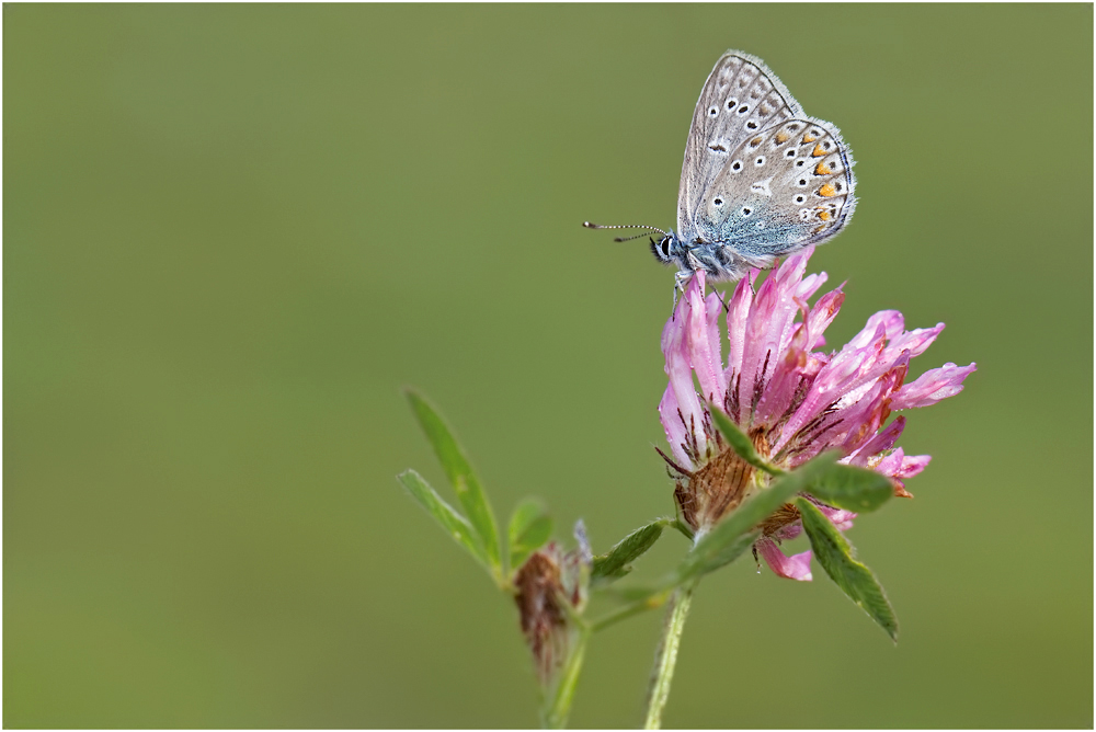 Besucher . . .