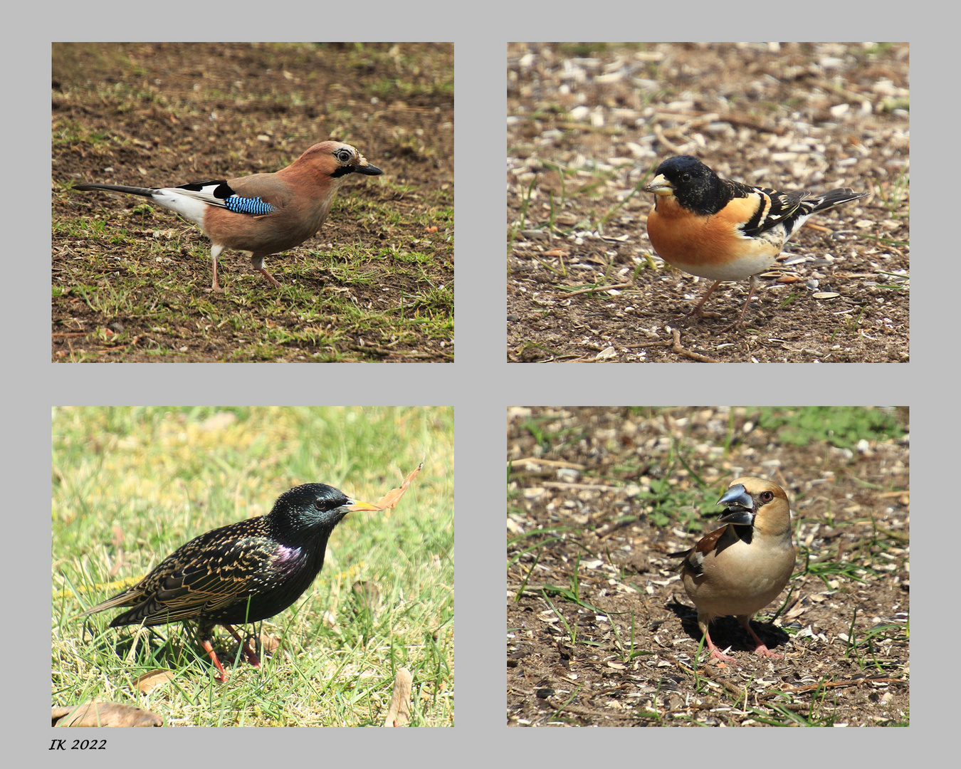 Besucher.... Foto & Bild tiere, wildlife, wild lebende vögel Bilder