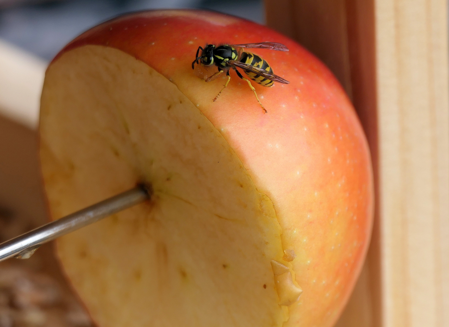 Besucher am Apfel