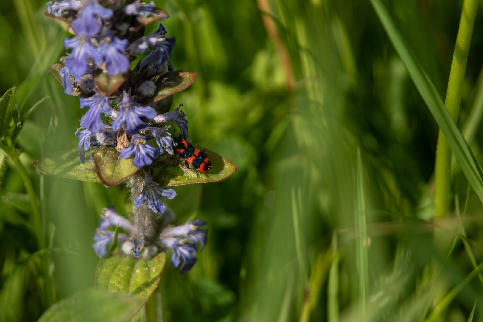 Besucher am Blümchen