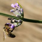 Besucher am Lavendel