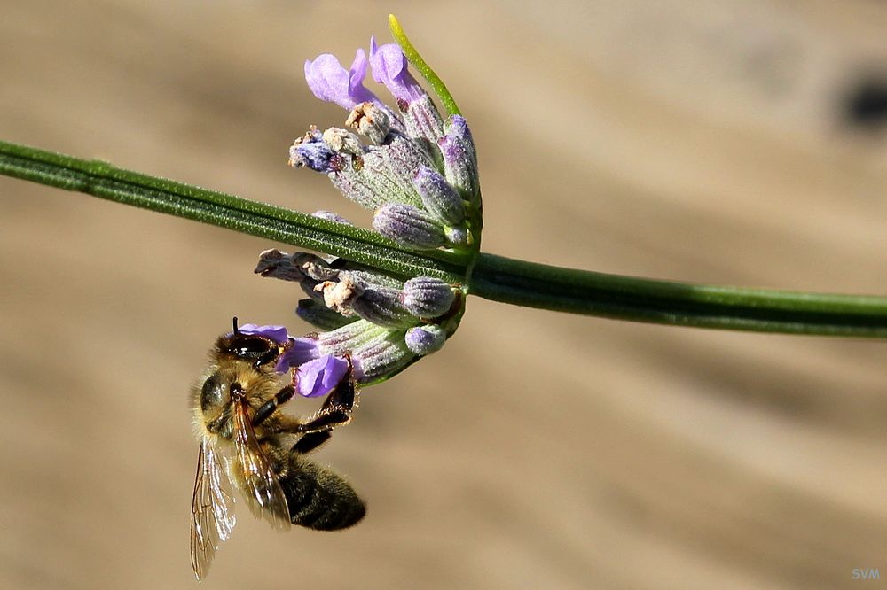 Besucher am Lavendel