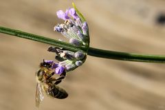 Besucher am Lavendel