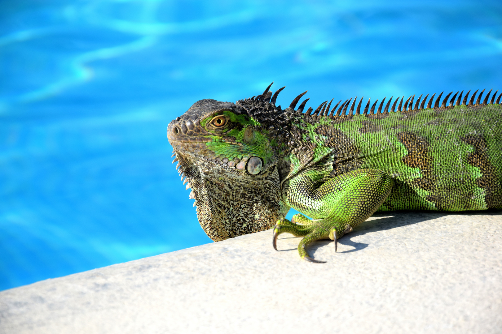 Besucher  am Pool