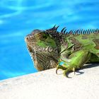 Besucher  am Pool