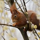 Besucher am Rande des Gartens III