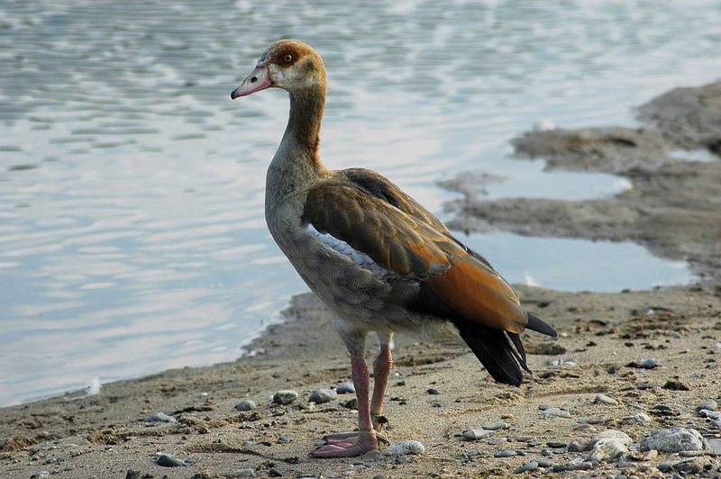 Besucher am Rhein