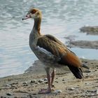 Besucher am Rhein