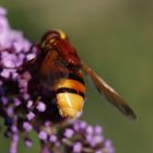 Besucher am SOMMERFLiEDER