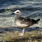 Besucher am Strand 