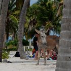 Besucher am Strand