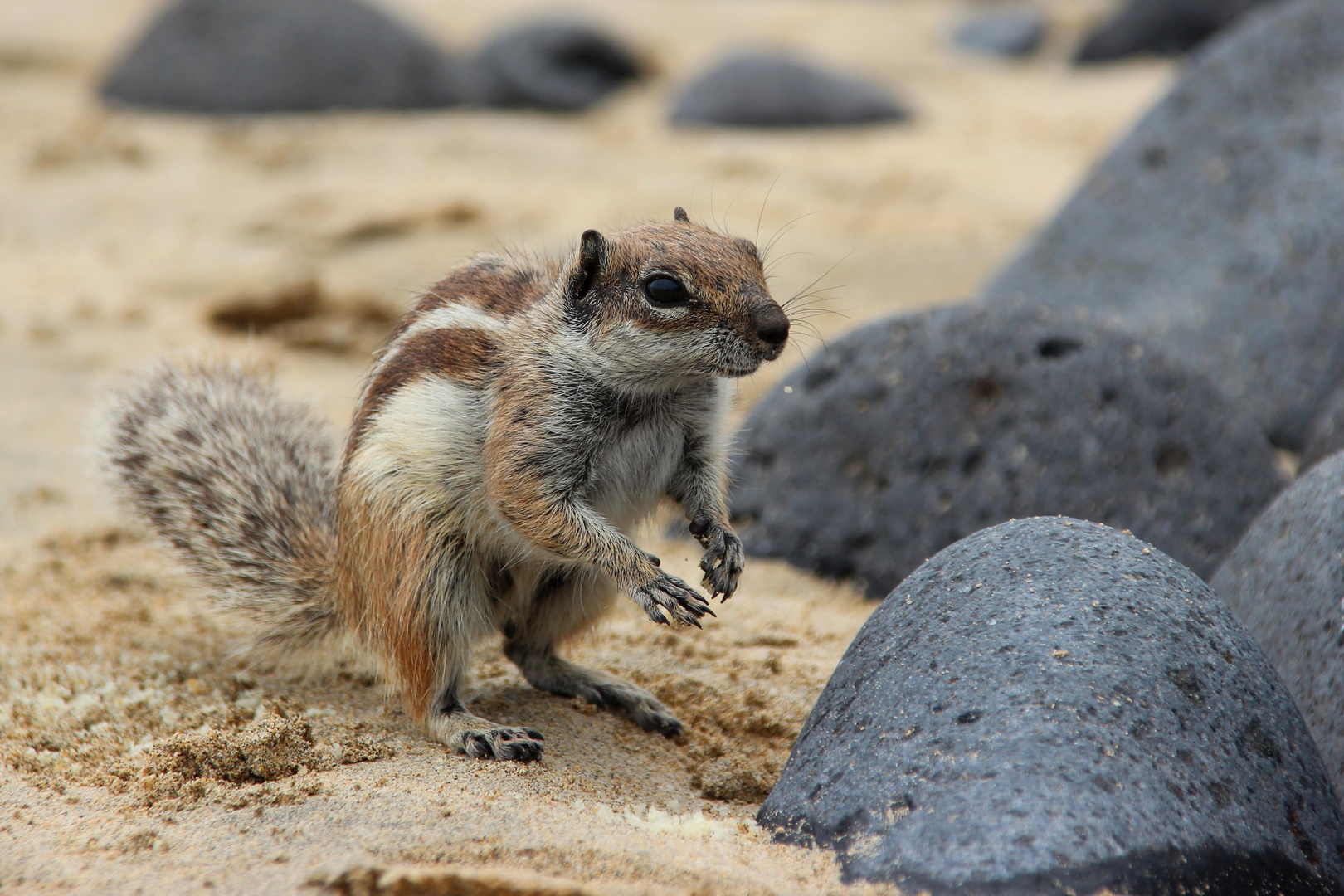 Besucher am Strand