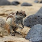 Besucher am Strand