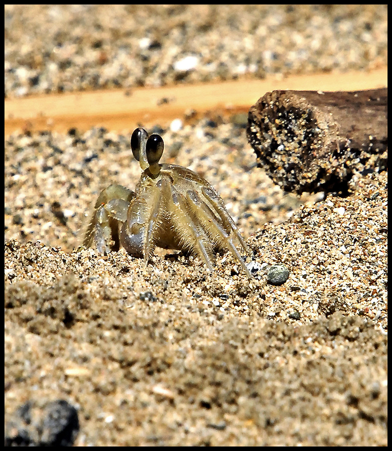 Besucher am Strand