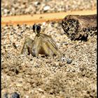 Besucher am Strand