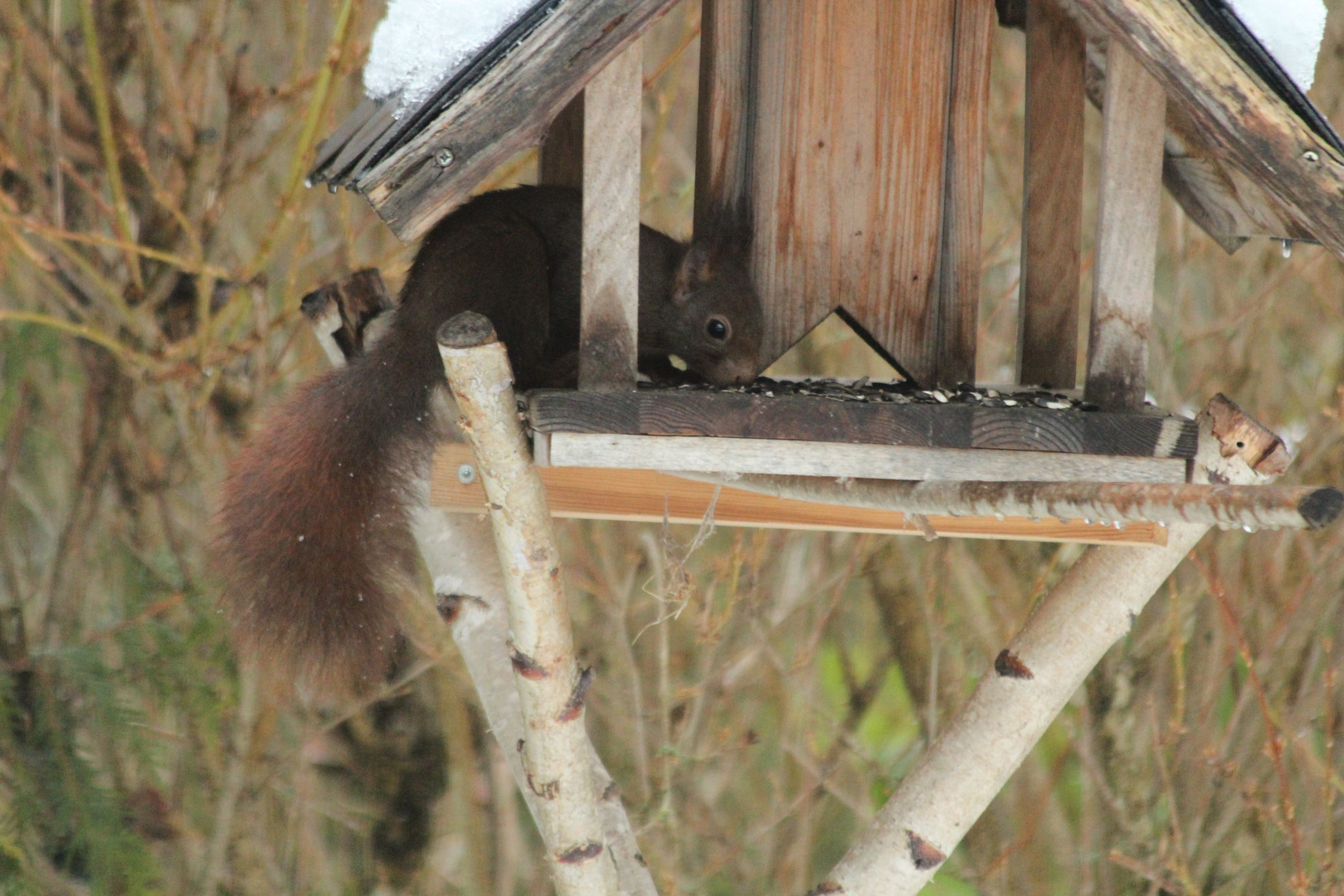 Besucher am Vogelhaus