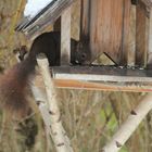 Besucher am Vogelhaus