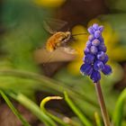 Besucher an Blüte