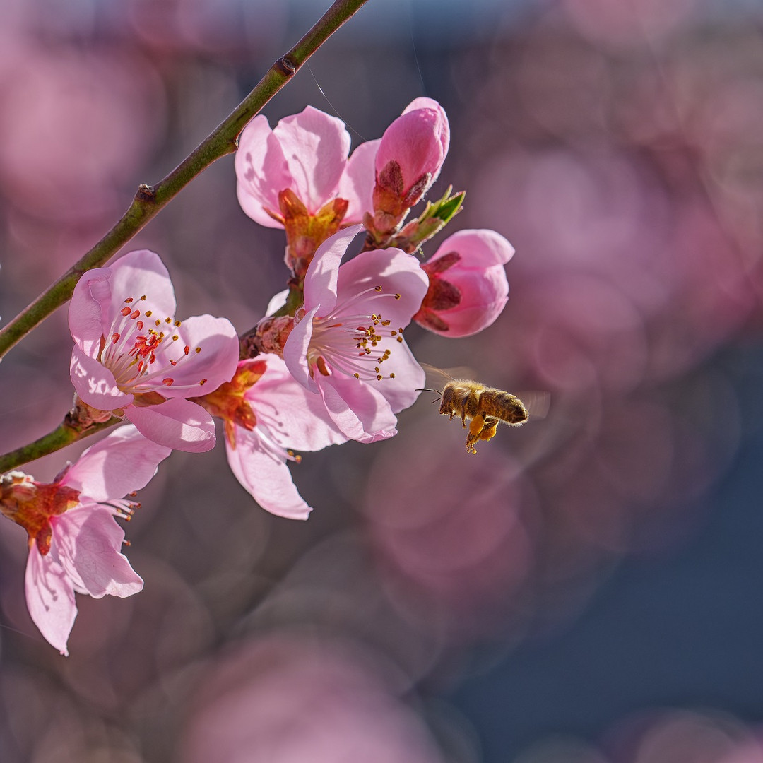 Besucher an einer Blüte