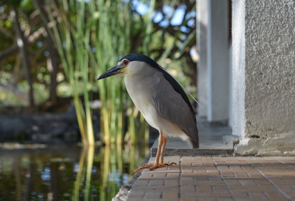 Besucher auf Bali