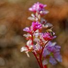 Besucher auf Blüte