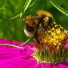 Besucher auf Cosmea