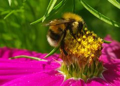 Besucher auf Cosmea