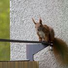 Besucher auf dem Balkon