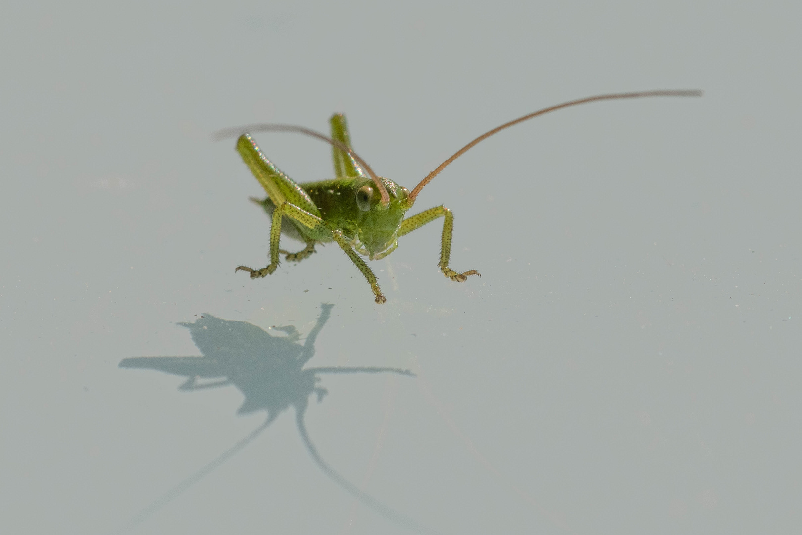 Besucher auf dem Glastisch