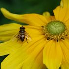 Besucher auf dem Sonnenhut