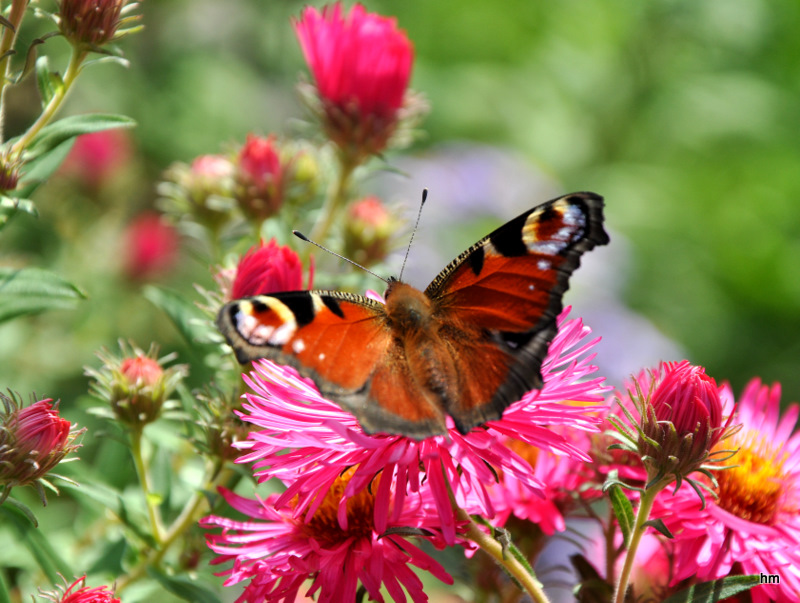 Besucher auf den Herbstastern