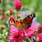 Besucher auf den Herbstastern