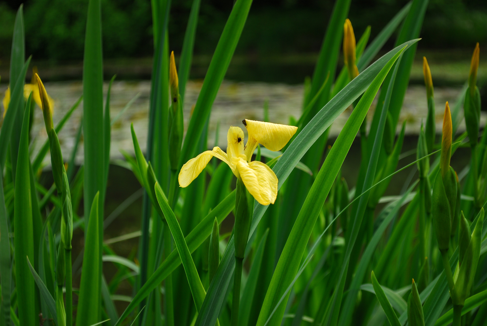 Besucher auf der Blüte 