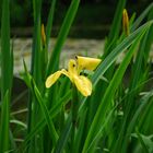 Besucher auf der Blüte 