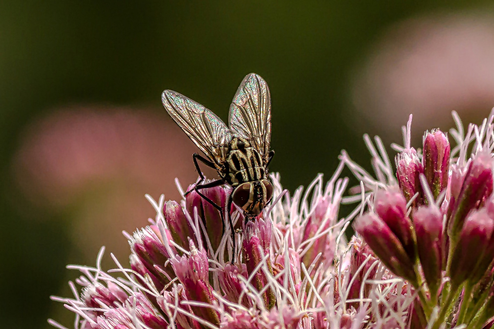 Besucher auf der Blüte 