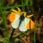 Besucher auf der Blüte des Löwenzahns...