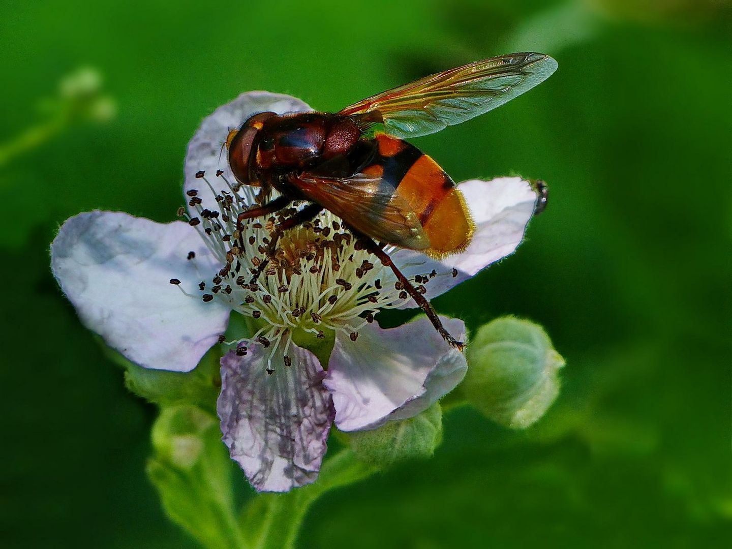    Besucher auf der Brombeerblüte 