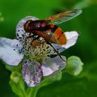    Besucher auf der Brombeerblüte 