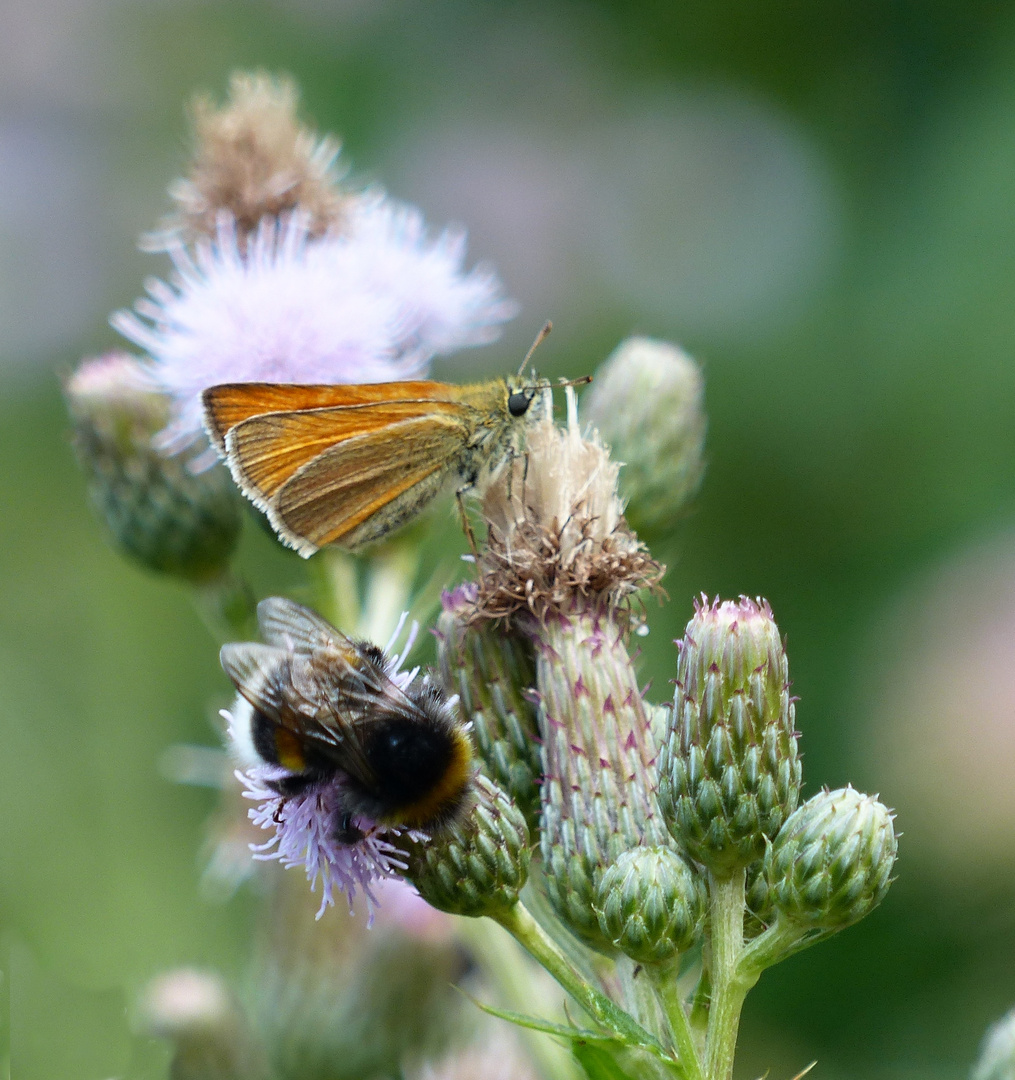 Besucher auf der Distel