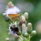 Besucher auf der Distel