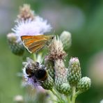 Besucher auf der Distel