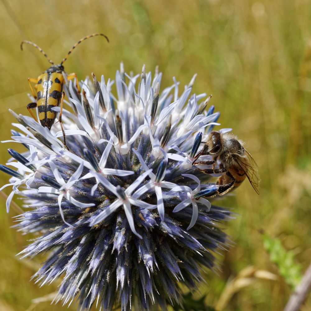 Besucher auf der Kugeldistelblüte