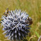 Besucher auf der Kugeldistelblüte