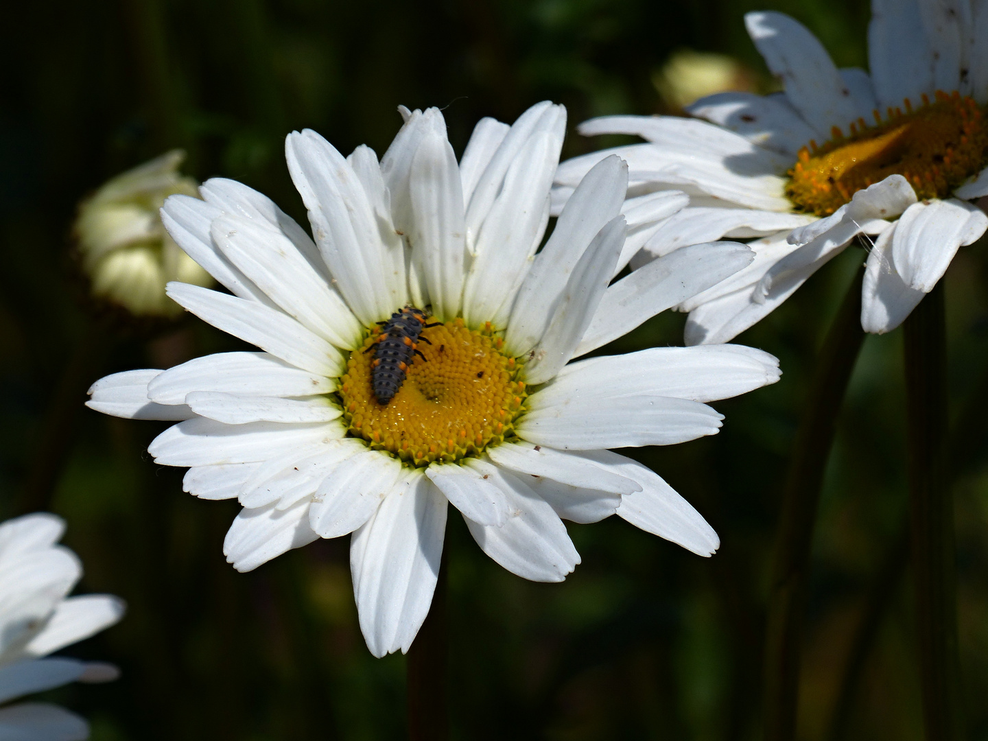 Besucher auf der Margerite