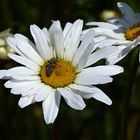 Besucher auf der Margerite