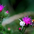 Besucher auf der Mittwochs Distel...