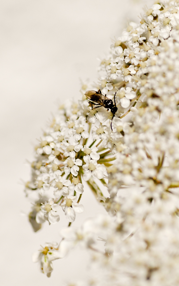 Besucher auf der Möhrenblüte