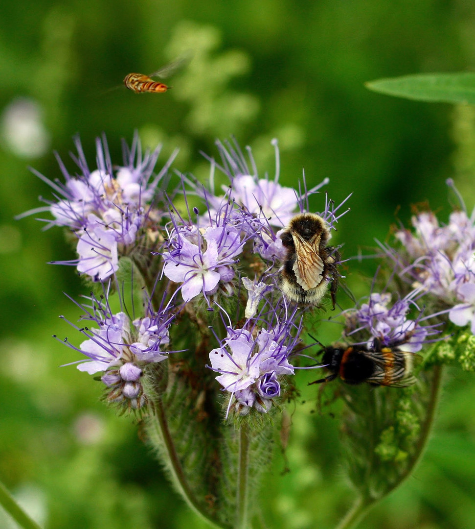 Besucher auf der Phazelia