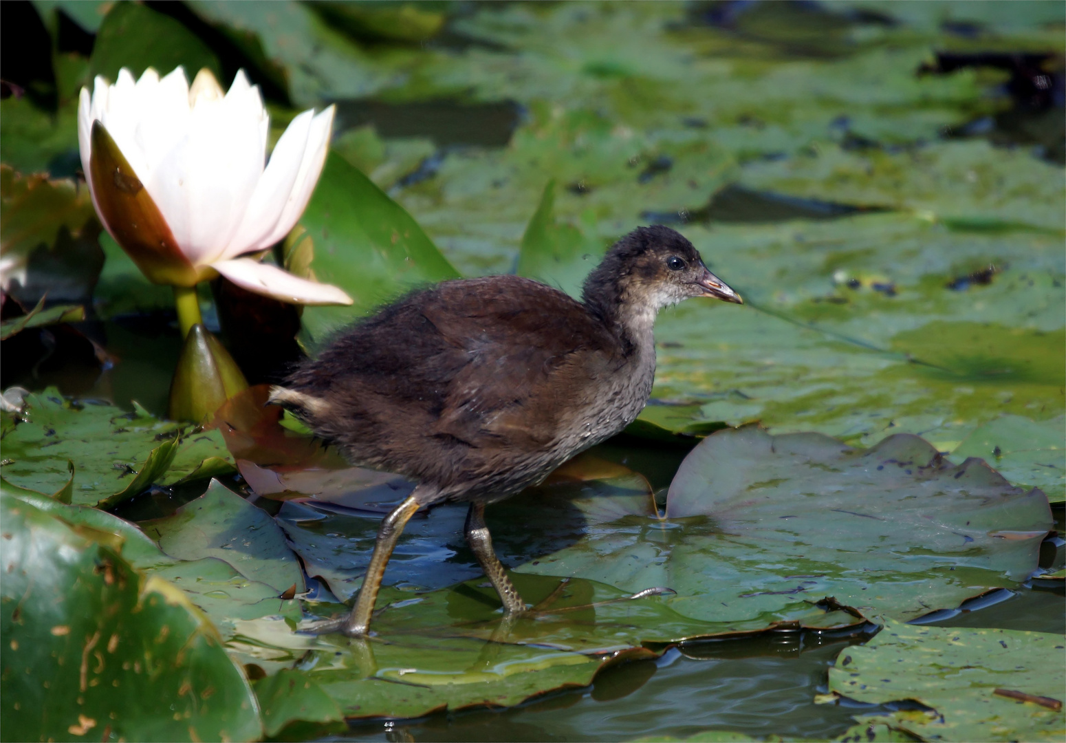 Besucher auf der Seerose