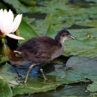 Besucher auf der Seerose